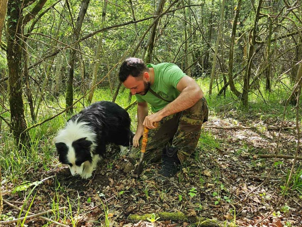 Truffle hunting